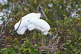 Wood Stork